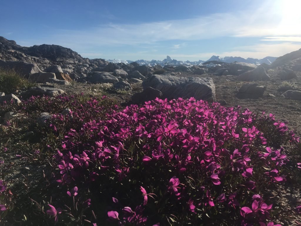 Arctic flora's explosion of colours - Ilulissat, Greenland