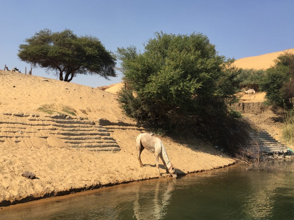 Camels having a snack during the afternoon